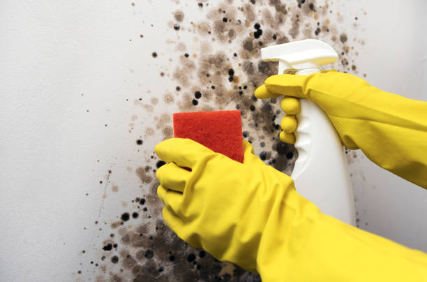 Best Attic Mold Removal  in Shawano, WI