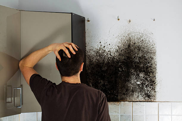 Best Residential Mold Removal  in Shawano, WI